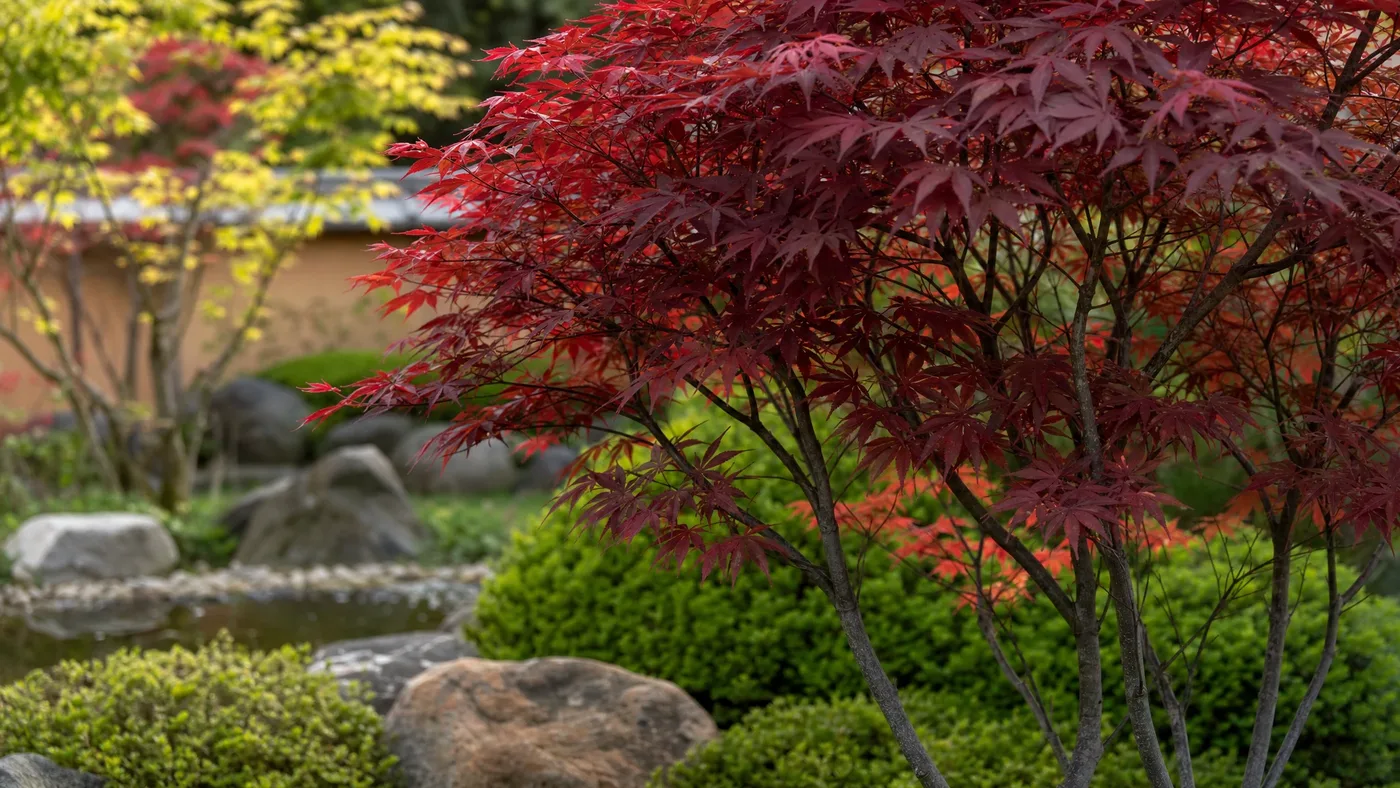 The Best Weeping Red Japanese Maples, Compared