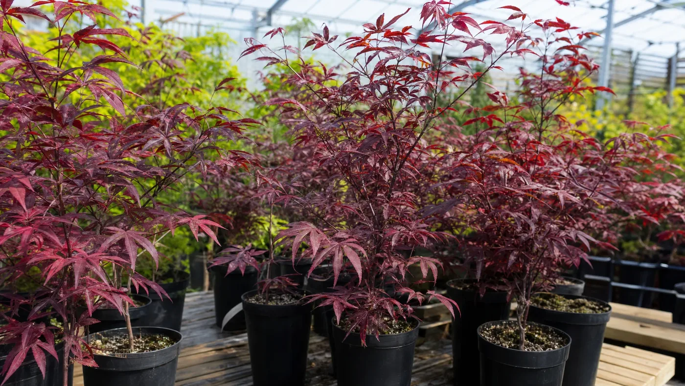 Bloodgood Japanese Maple: Size, Growth Rate and Care