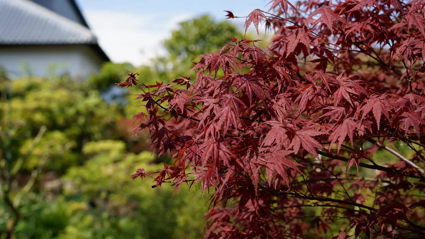 Cold-Hardy Red Japanese Maples for Zone 5