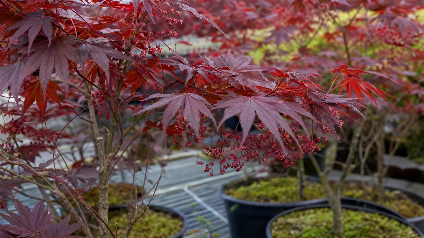 Crimson Queen Japanese Maple: Size, Color and Care