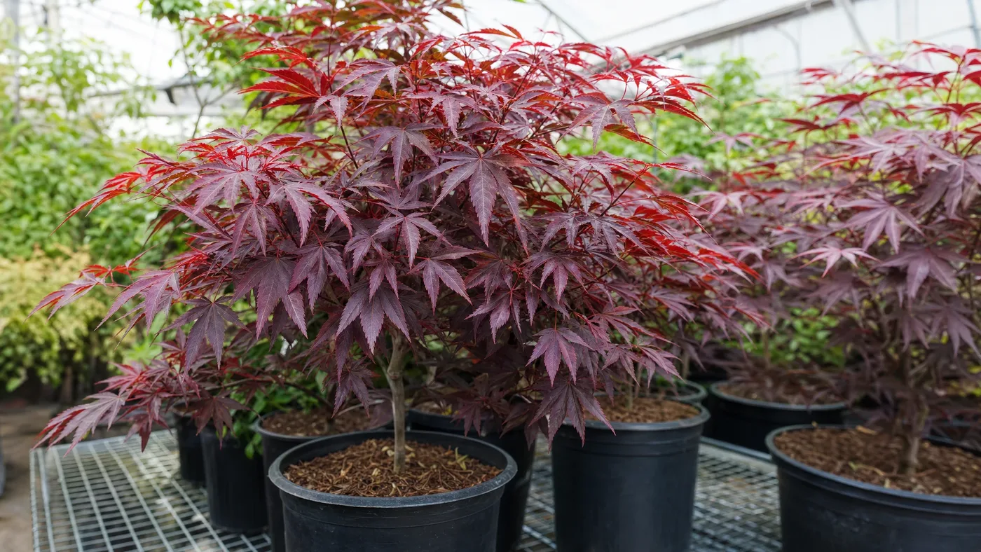 Grafted vs Seedling Japanese Red Maple: What You're Buying