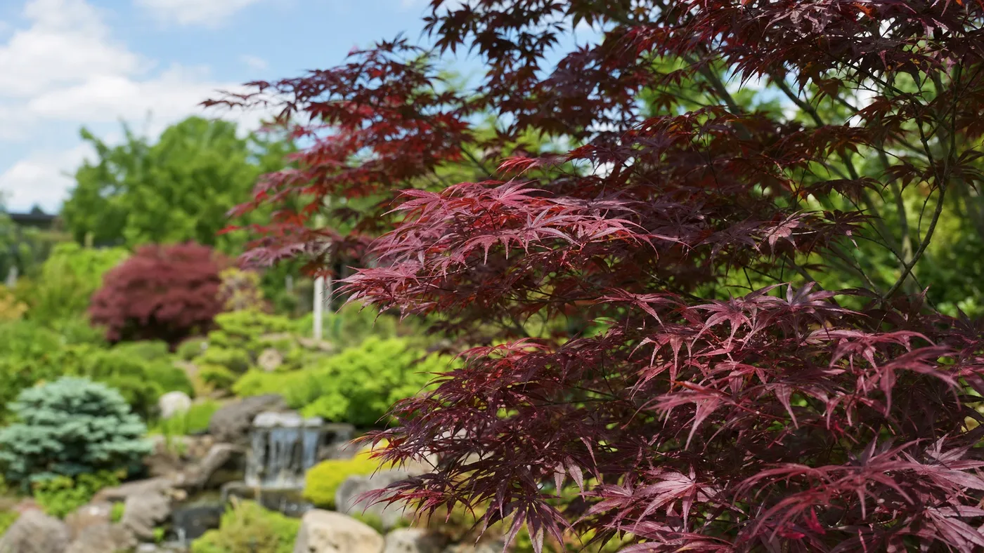 How Much Does a Japanese Red Maple Cost?