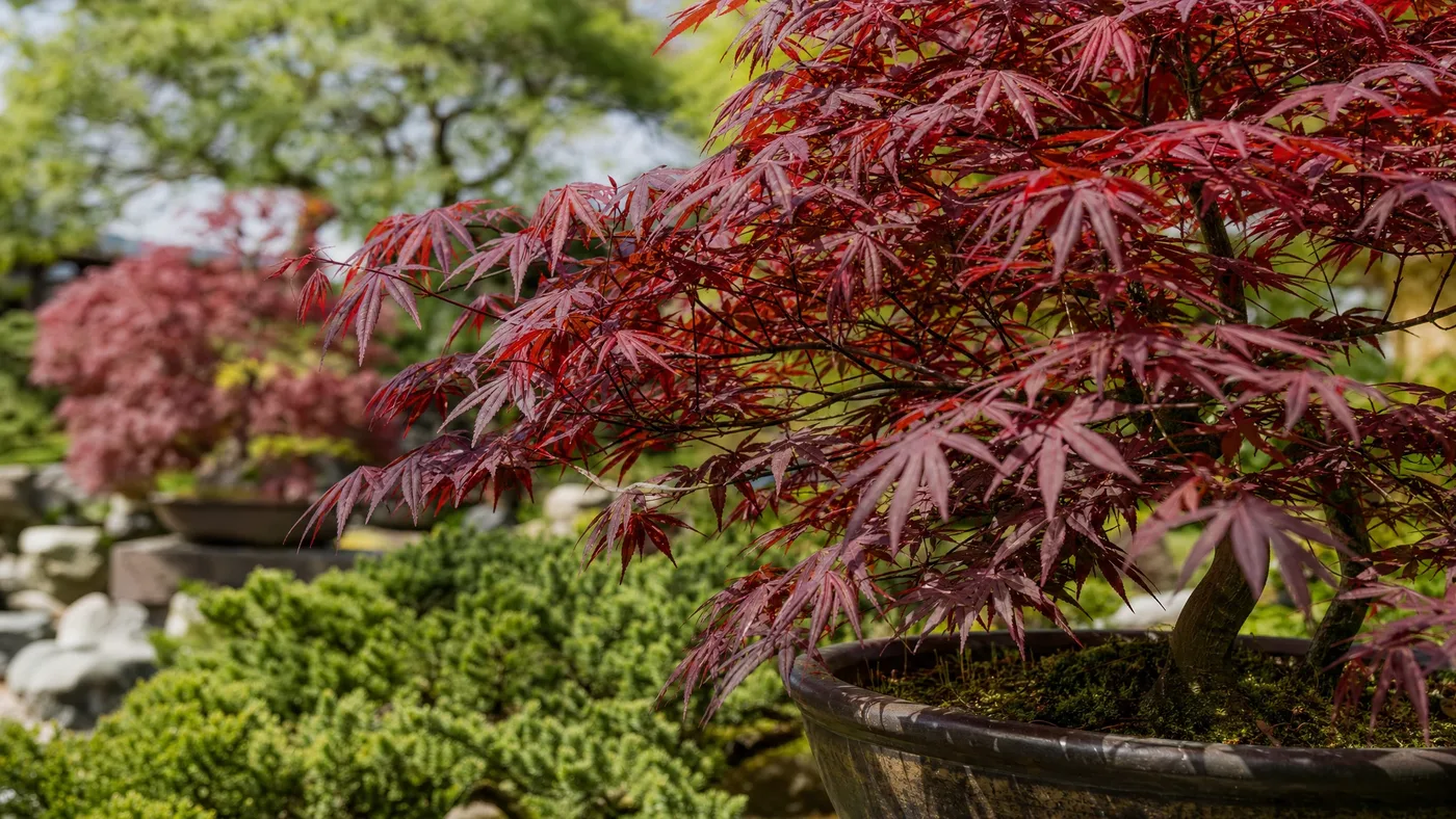 Japanese Beetles on a Japanese Red Maple: Damage and Control