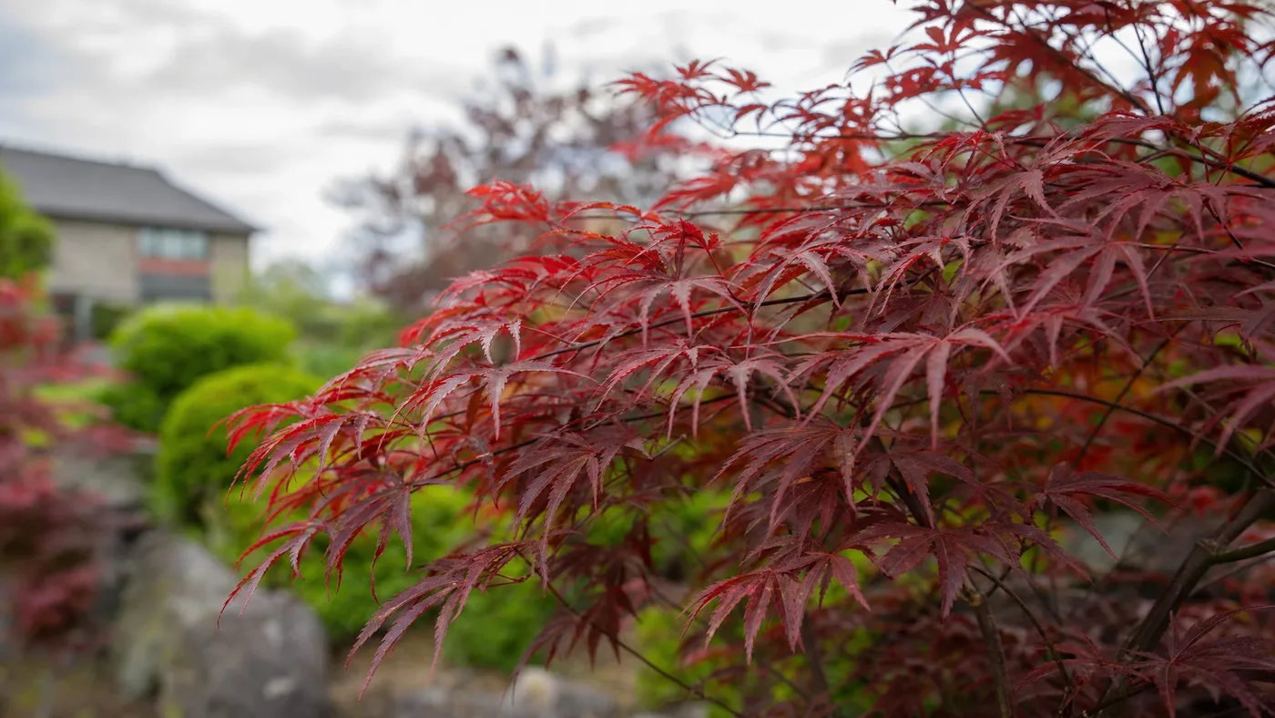 Japanese Red Maple Care Calendar: Month by Month
