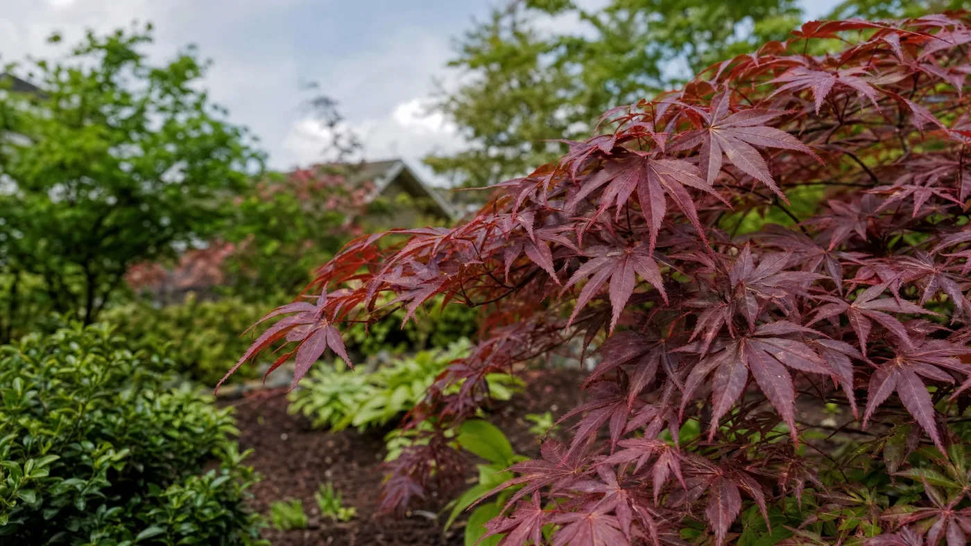 Japanese Red Maple Leaf Scorch: Brown, Crispy Leaf Edges