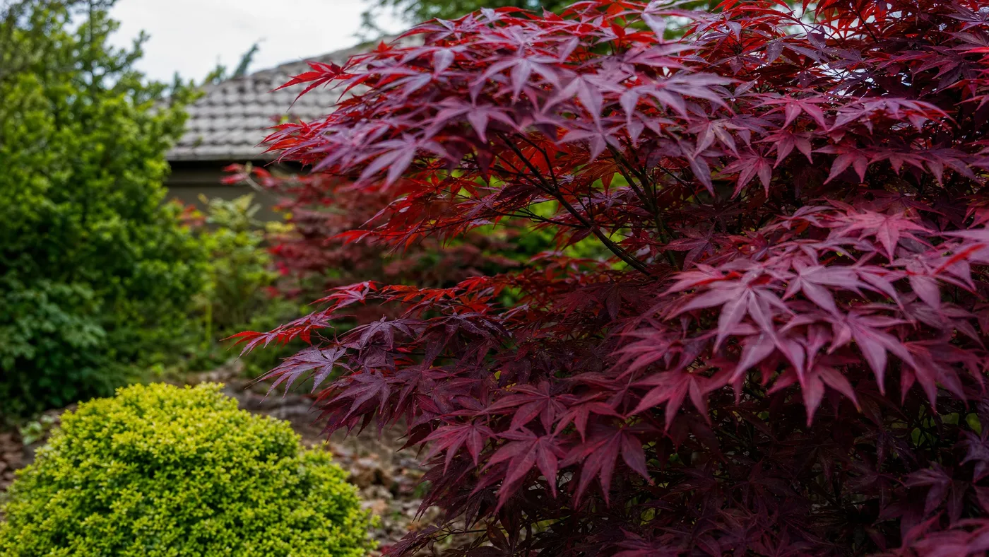 Japanese Red Maple Not Leafing Out in Spring