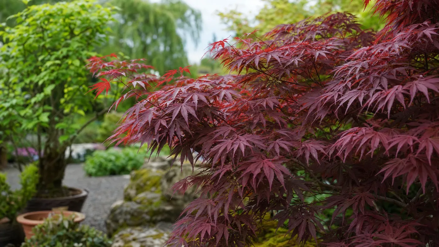 Japanese Red Maple Rootstock Suckers: Green Branches on a Red Tree