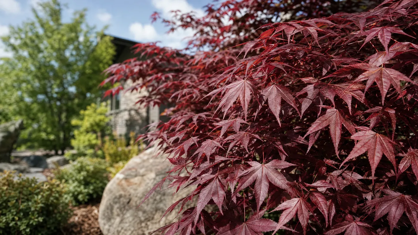 Japanese Red Maples for Small Yards and Patios