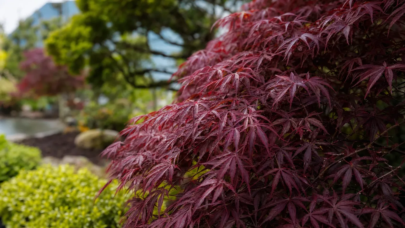 Mulching a Japanese Red Maple the Right Way