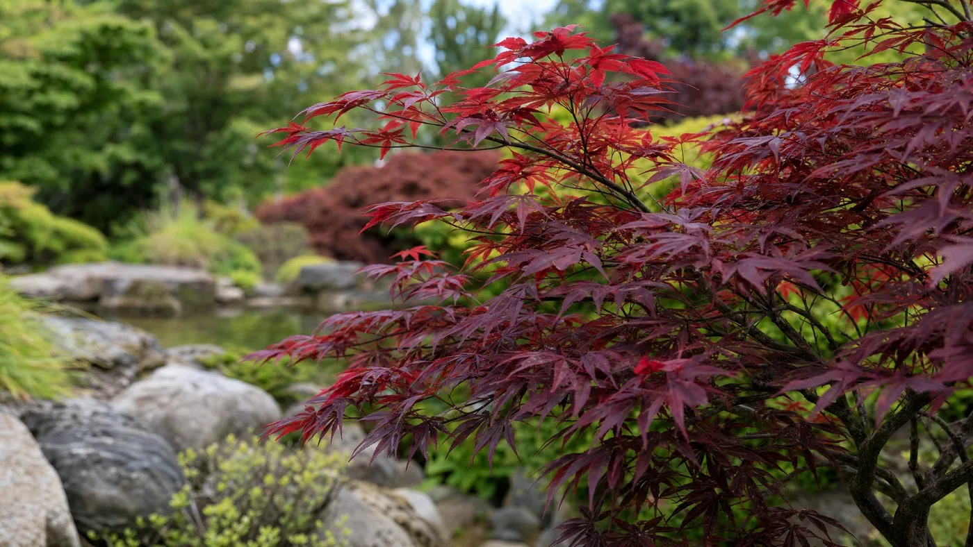 New Japanese Red Maple Care After Delivery: The First 30 Days