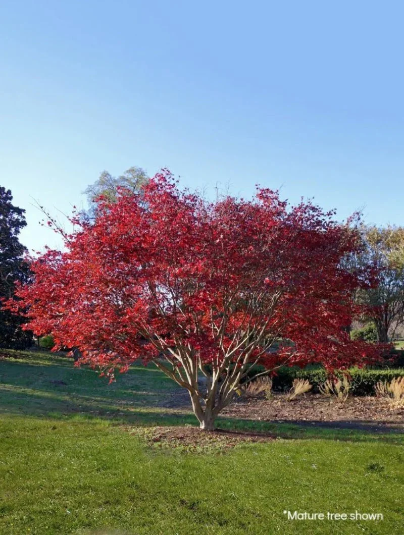 Japanese Red Maple