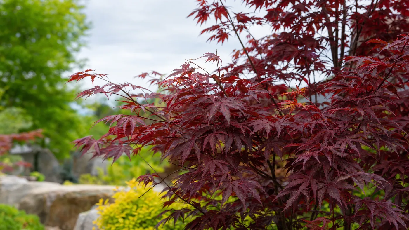 Pruning a Weeping Japanese Red Maple