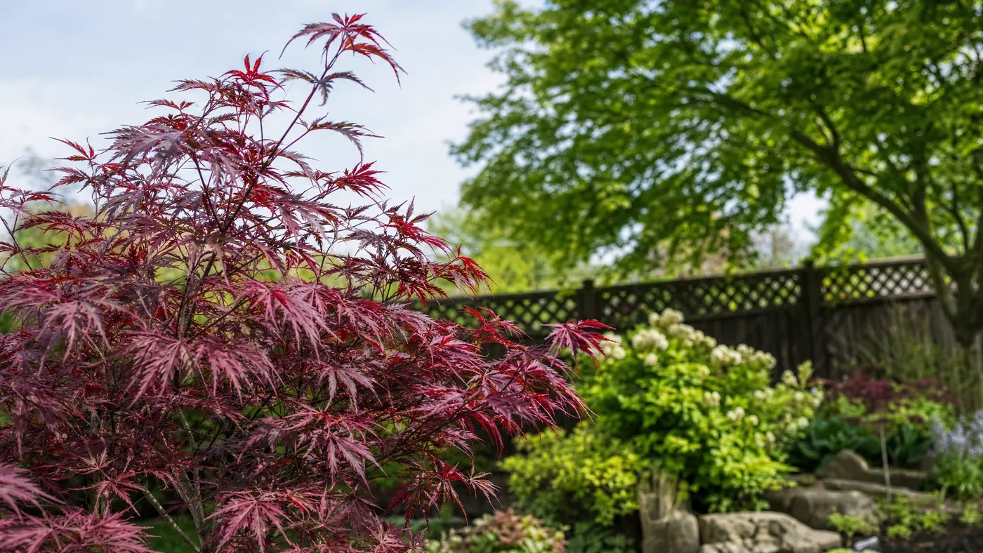 Sun-Tolerant Red Japanese Maples for Hot Climates