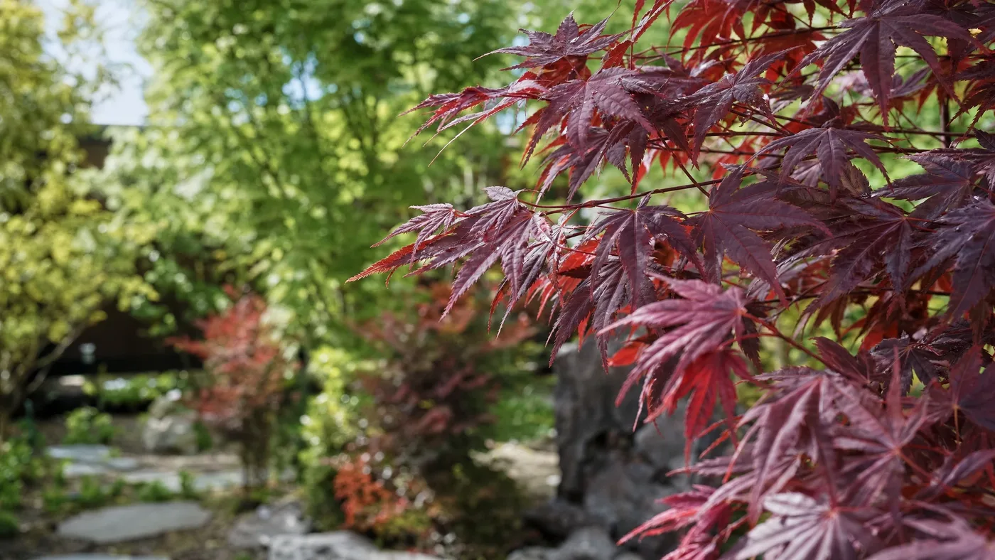 Why Is My Japanese Red Maple Dying? Diagnose It by Symptom